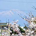 150412桜と鳥海山