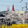 Photos: 150412桜と三角屋根