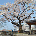 Photos: 150412桜18