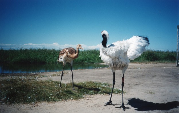 ママと一緒　Red-crowned cranes at the Zhalong Wetland