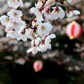 Photos: 花見の桜