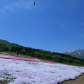 黒姫高原　芝桜と妙高山
