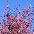 Photos: 青空に梅の花。